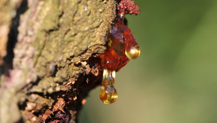 Collect Tree Resin