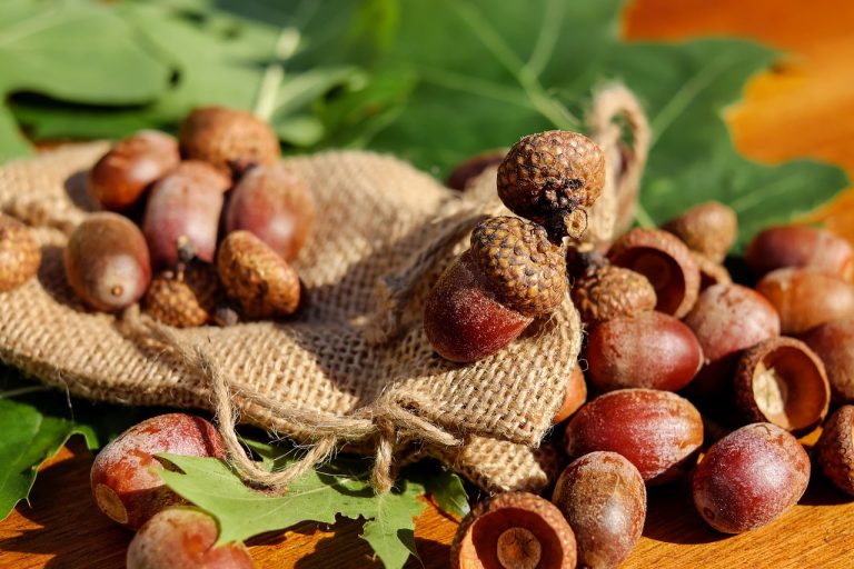 How to Prepare Acorns for Eating
