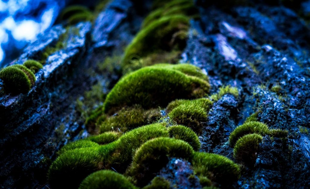 What Side of a Tree Does Moss Grow On