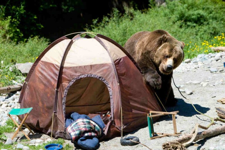 How to Keep Bears Away From Camp