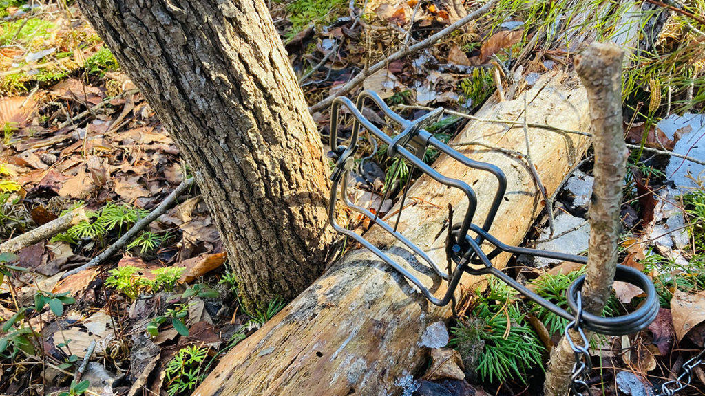 How to Set Conibear Traps