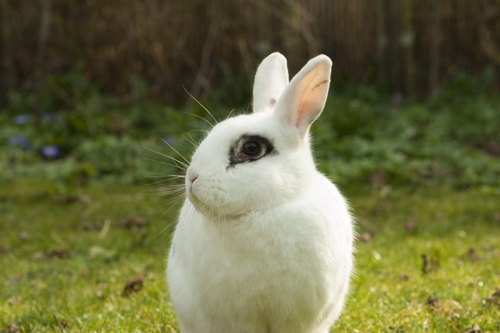 How to Skin a Rabbit for the Pelt